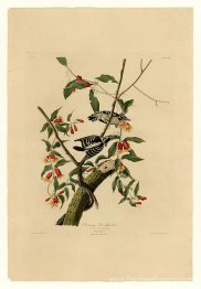 Planche 112 Woodpecker Downy