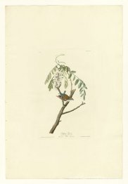 Plaque 104 Chipping Sparrow