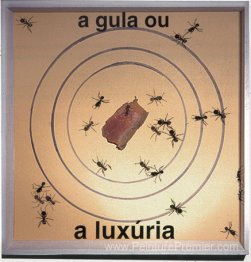 Boîte de fourmis