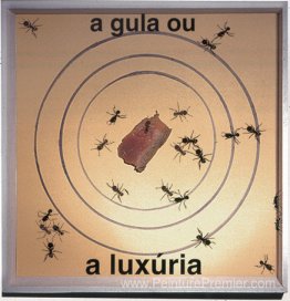 Boîte de fourmis
