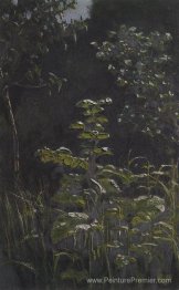 Forêt. Bardane