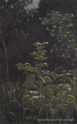 Forêt. Bardane