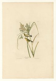 Planche 14. Paruline des prairies