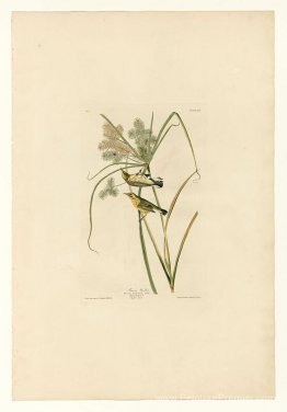 Planche 14. Paruline des prairies