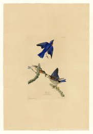 Plaque 113 Blue-Bird