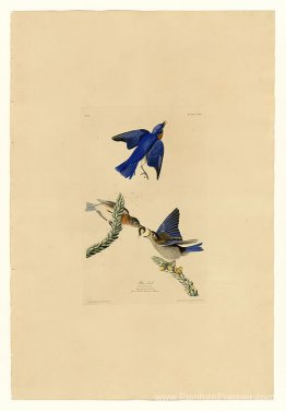 Plaque 113 Blue-Bird