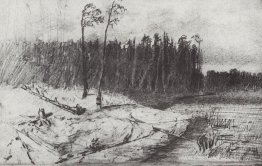 Forêt près de l'eau