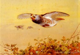 Partridge anglais en vol