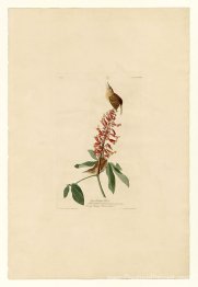 Planche 78 Great Carolina Wren