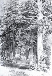 forêt de pins