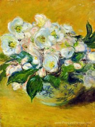 Roses de Noël