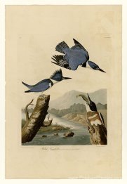 Plaque 77 Kingfisher ceinturé