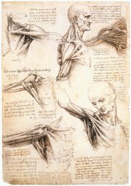Études anatomiques de l'épaule