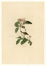 Plaque 165 Bachmans Finch