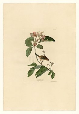 Plaque 165 Bachmans Finch