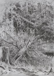 Dans la foret. Arbre tombé
