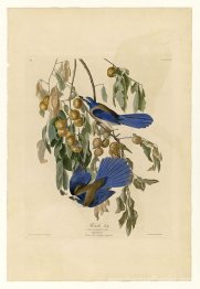 Planche 87 Floride Jay