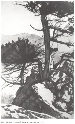 Crimée. Ancienne genévrier