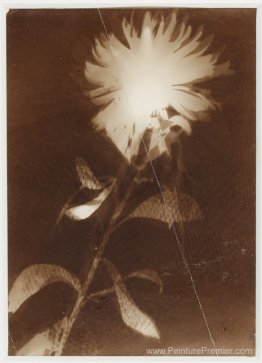 Sans titre [Fleur]