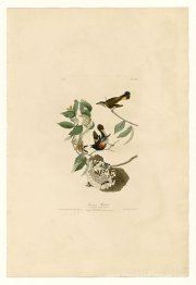 Planche 40. American Redstart