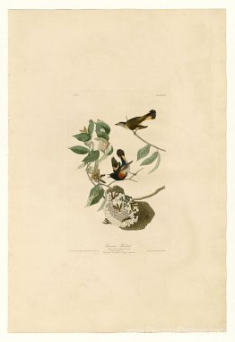 Planche 40. American Redstart