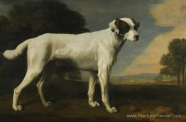 Le vicomte Gormanston's White Dog