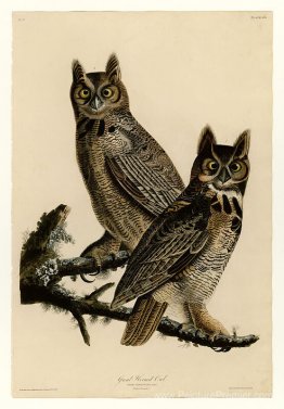 Planche 61. Grand hibou à cornes