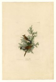 Planche 43. Bird de cèdre