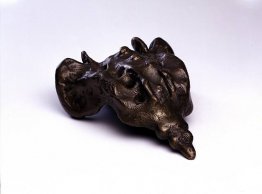 Coccyx
