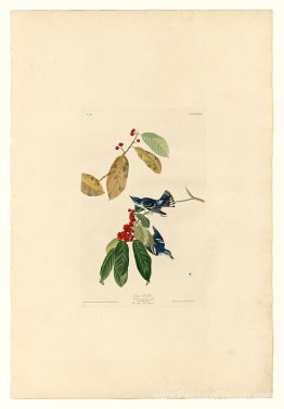 Planche 48. La paruline azure