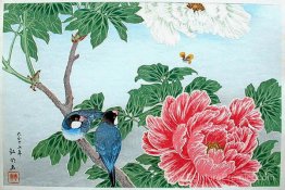 Pivoine et paddy