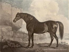 Cheval Marske