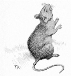Souris