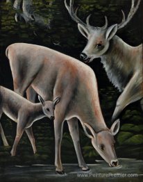 Famille de cerfs à Waterhole