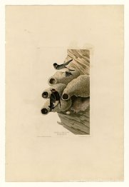 Planche 68 Républicain ou falaise Swallow