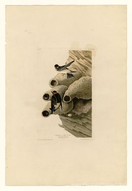 Planche 68 Républicain ou falaise Swallow