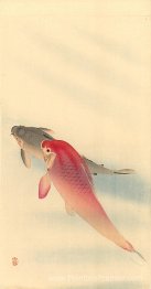 Carpes
