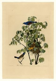 Plaque 122 Grosbeak bleu