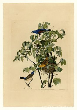 Plaque 122 Grosbeak bleu