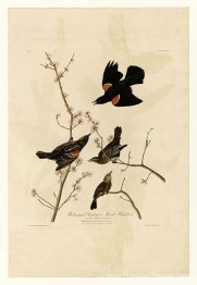 Plaque 67 Starling à ailes rouges ou merle de marais
