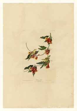 Plaque 65 Rathbone Warbler