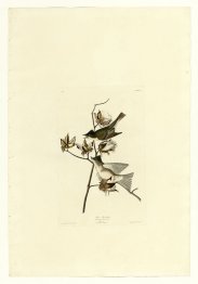Plaque 120 voleur de feuilles