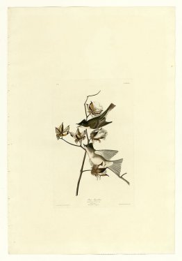 Plaque 120 voleur de feuilles