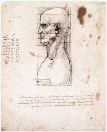 Buste d'un homme de profil avec des mesures et des notes