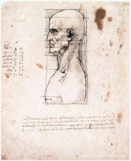 Buste d'un homme de profil avec des mesures et des notes