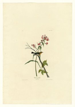 Planche 135 Blackburnian Warbler