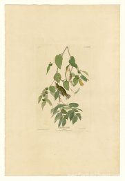 Planche 88 Paruline automnale