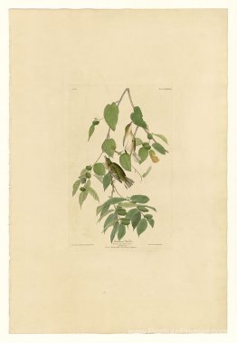 Planche 88 Paruline automnale