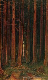 Coucher de soleil dans la forêt