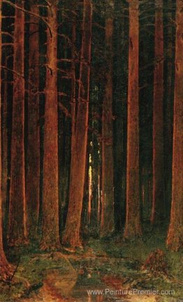 Coucher de soleil dans la forêt